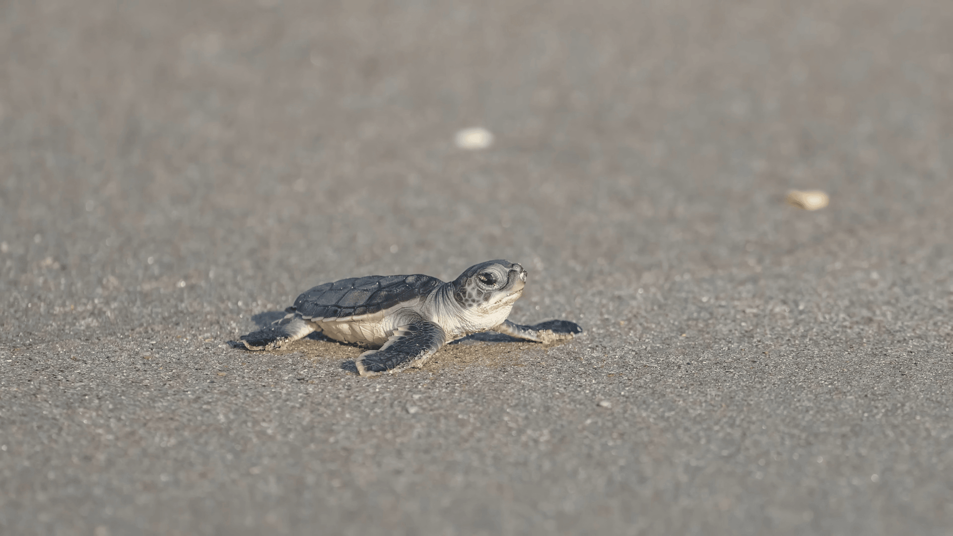 Ecosystem Bumi Foundation – Projektansicht
